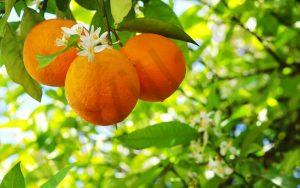 Ripe oranges and flower on a tree close-up